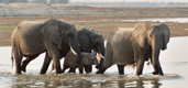 Elephants Crossing The Chongwe River